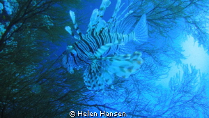 lion Fish by Helen Hansen 